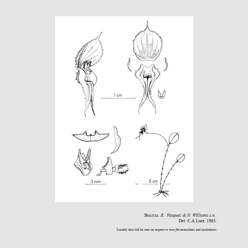 Lepanthes nycteris