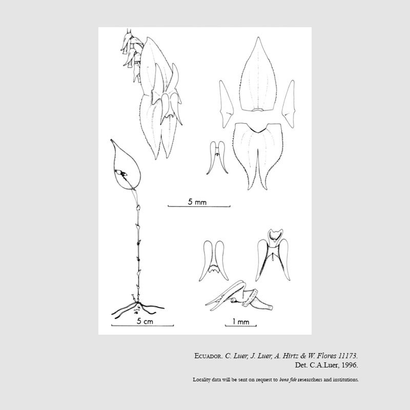 Lepanthes odontocera
