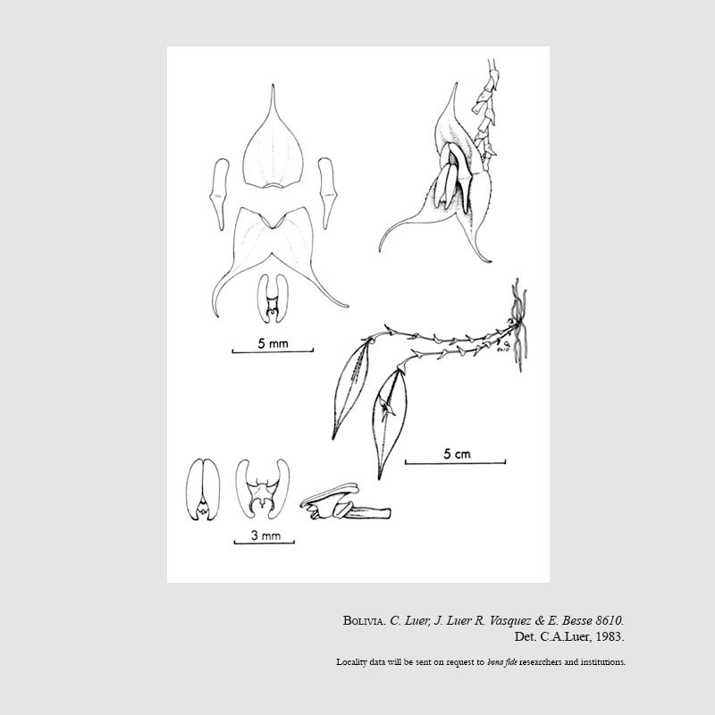 Lepanthes orchestris