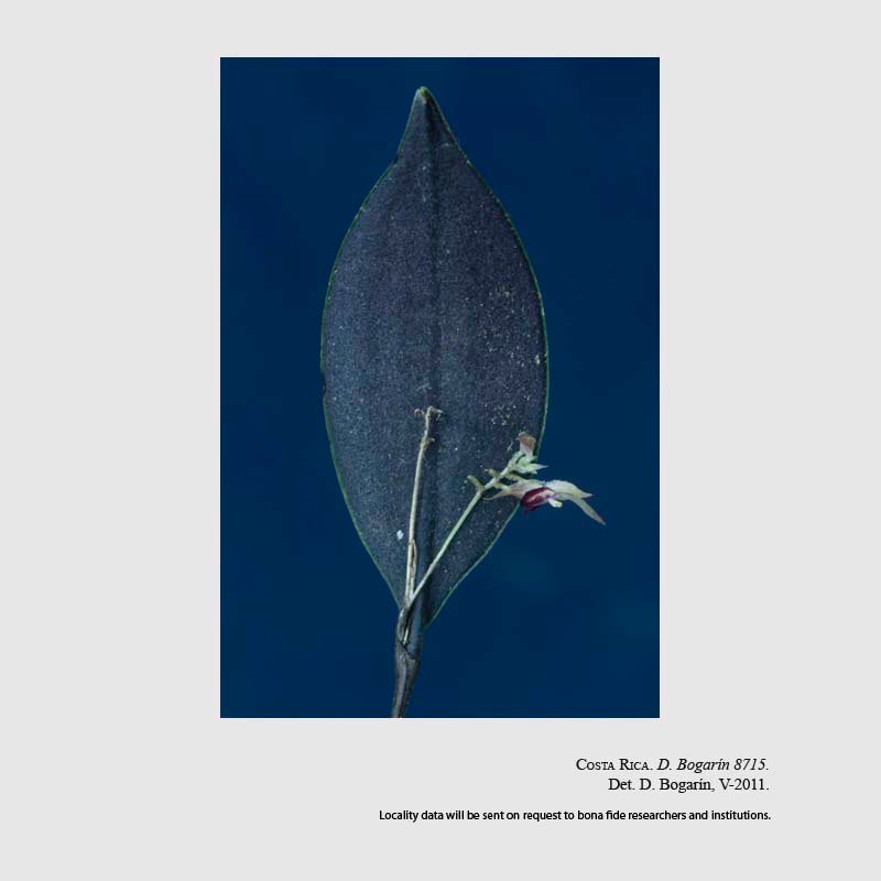 Lepanthes otopetala