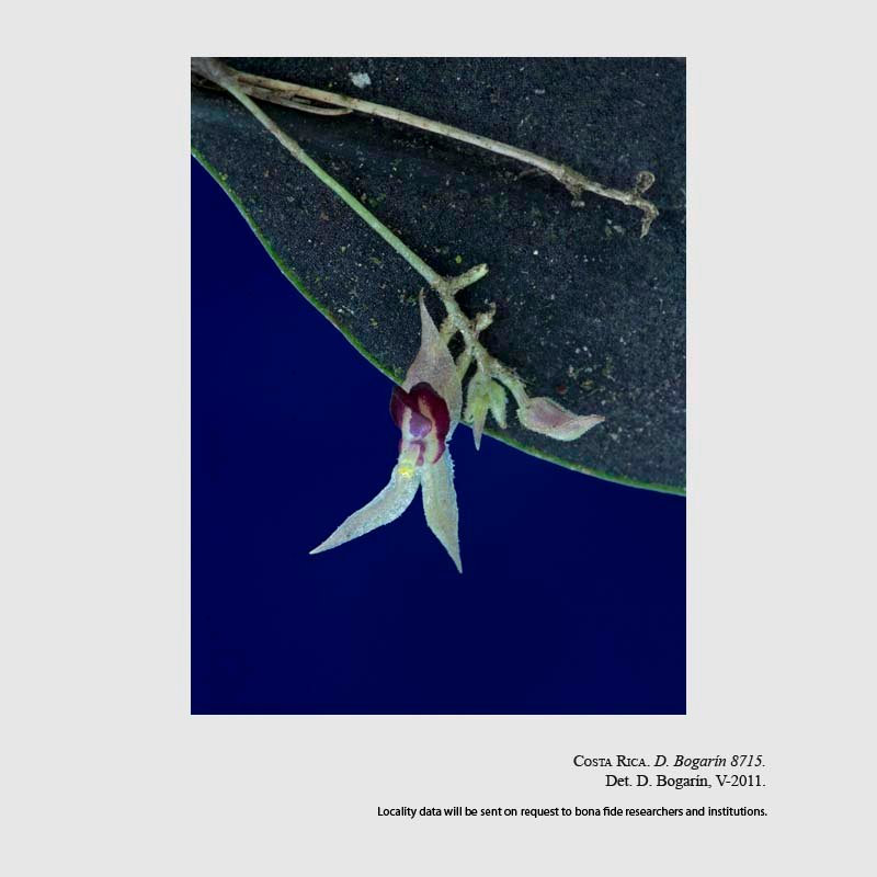 Lepanthes otopetala
