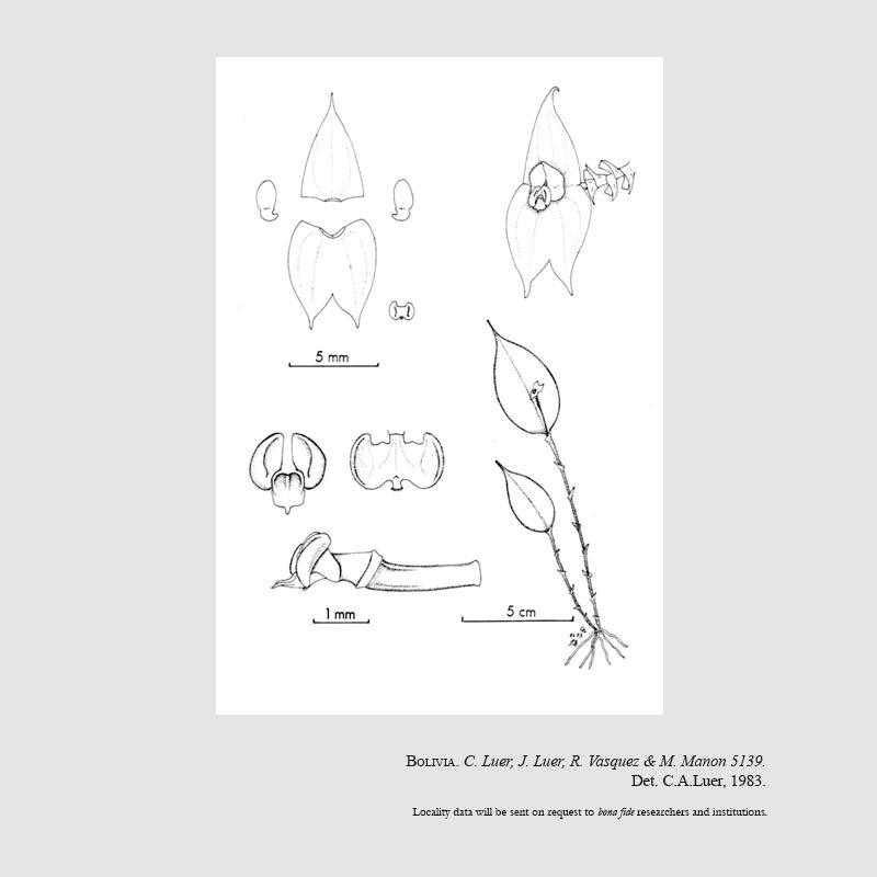 Lepanthes panicellus