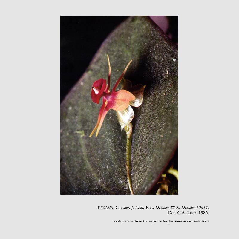 Lepanthes pantomima