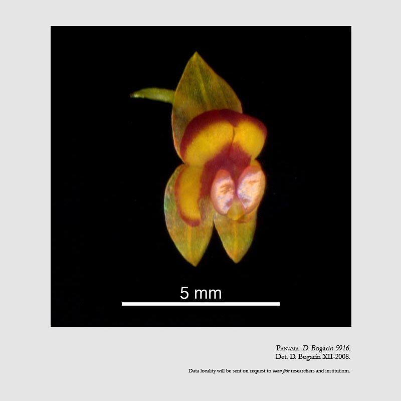 Lepanthes pexa