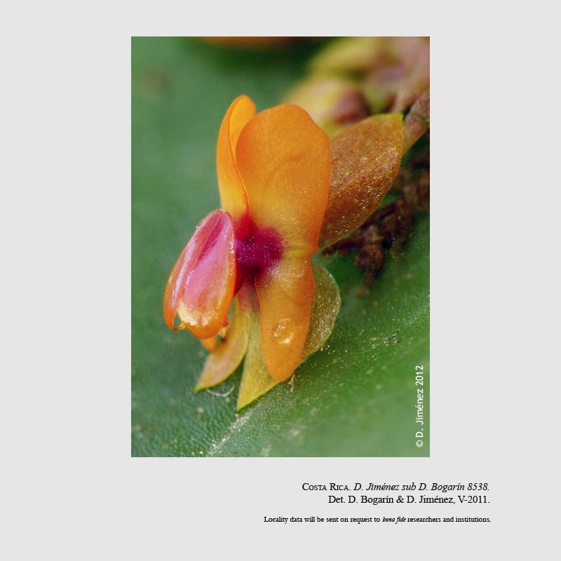 Lepanthes psyche