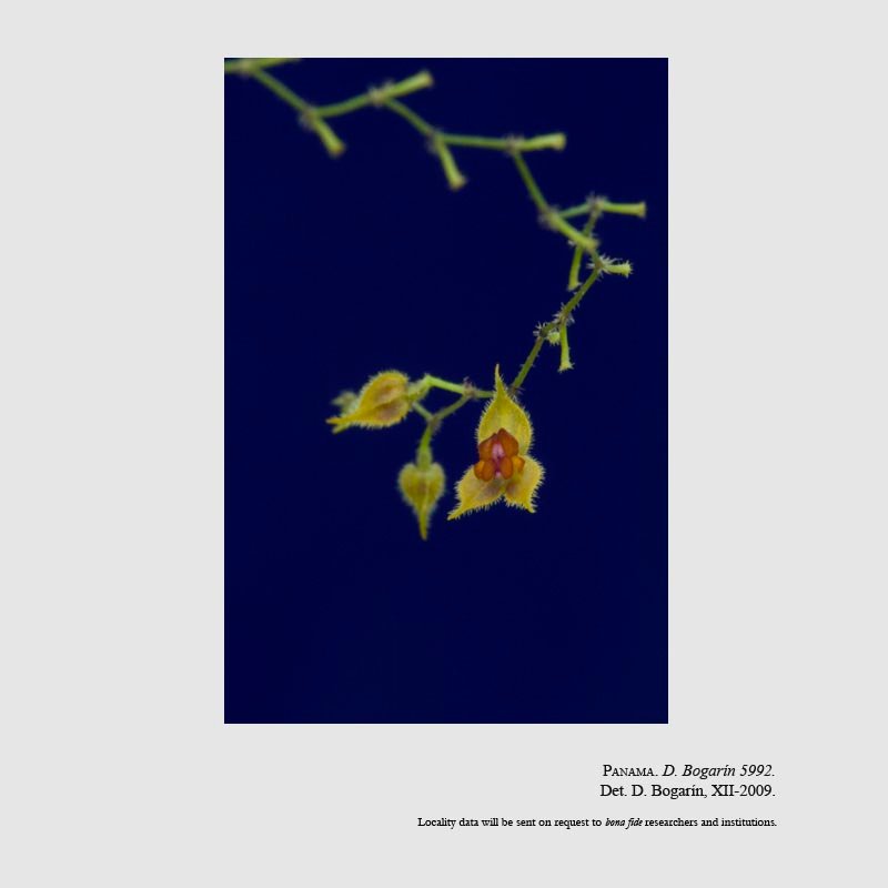 Lepanthes caroli-lueri