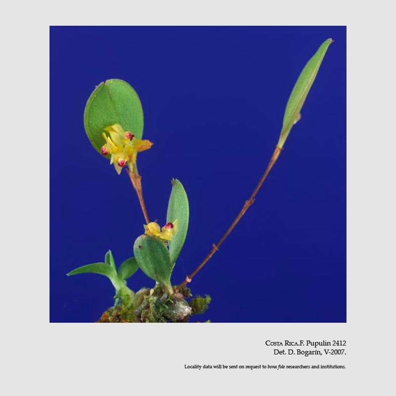 Lepanthes pygmaea