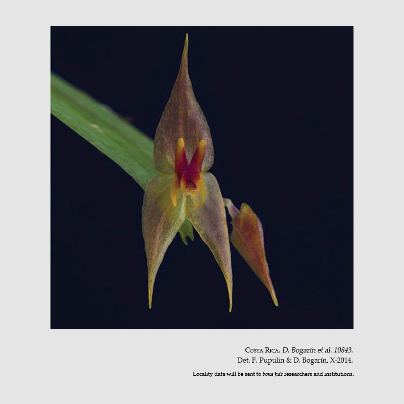 Lepanthes queveriensis