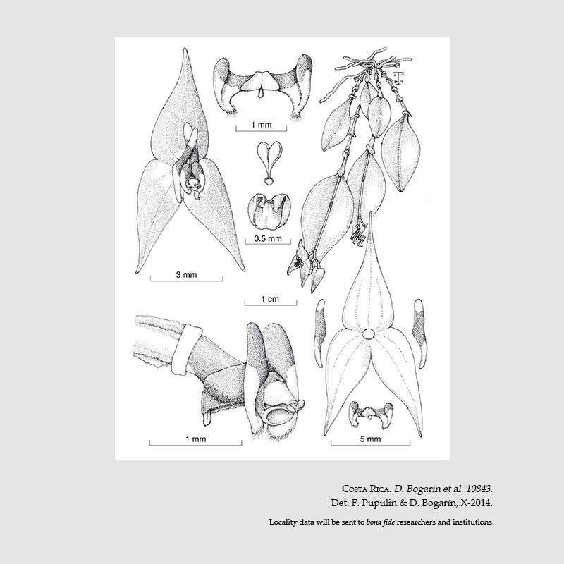 Lepanthes queveriensis