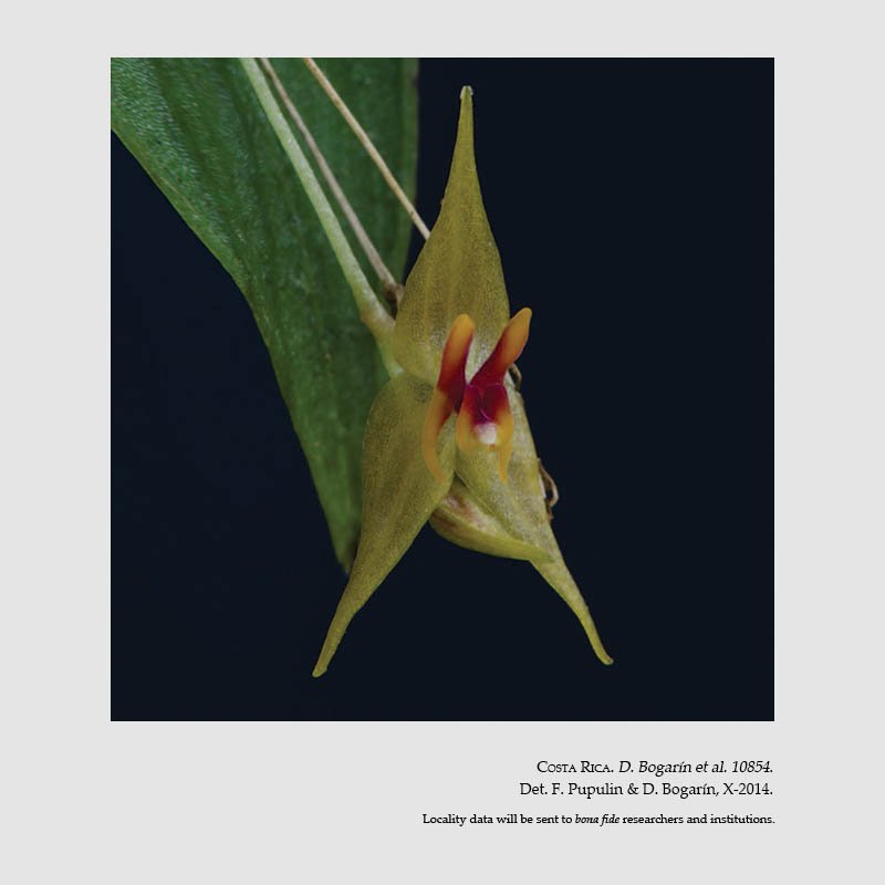 Lepanthes queveriensis