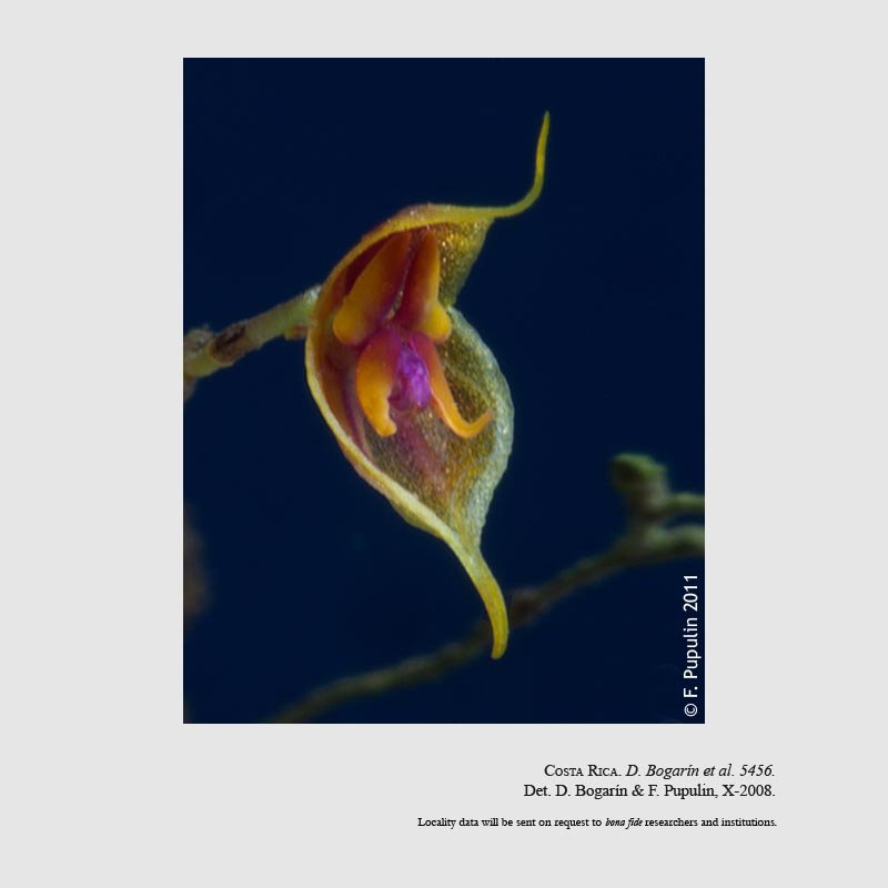 Lepanthes sanctiorum