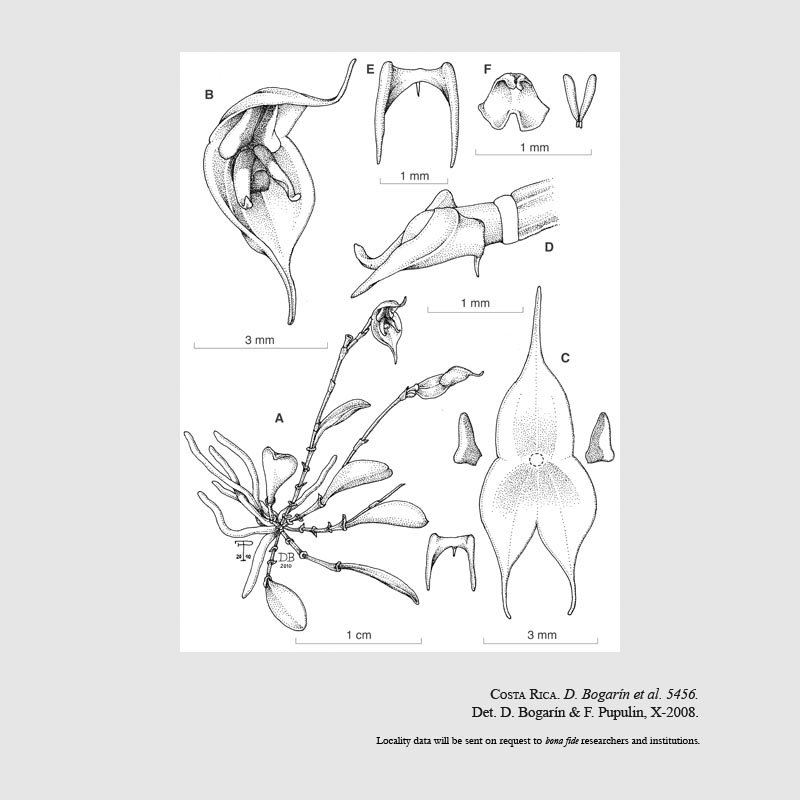 Lepanthes sanctiorum