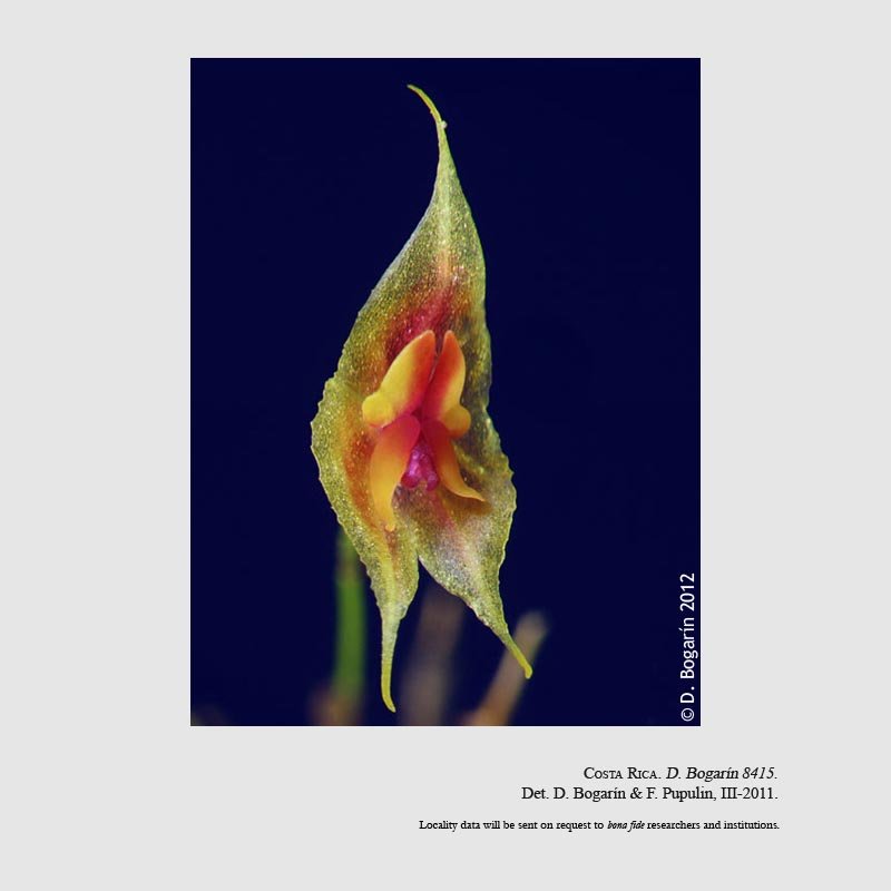 Lepanthes sanctiorum