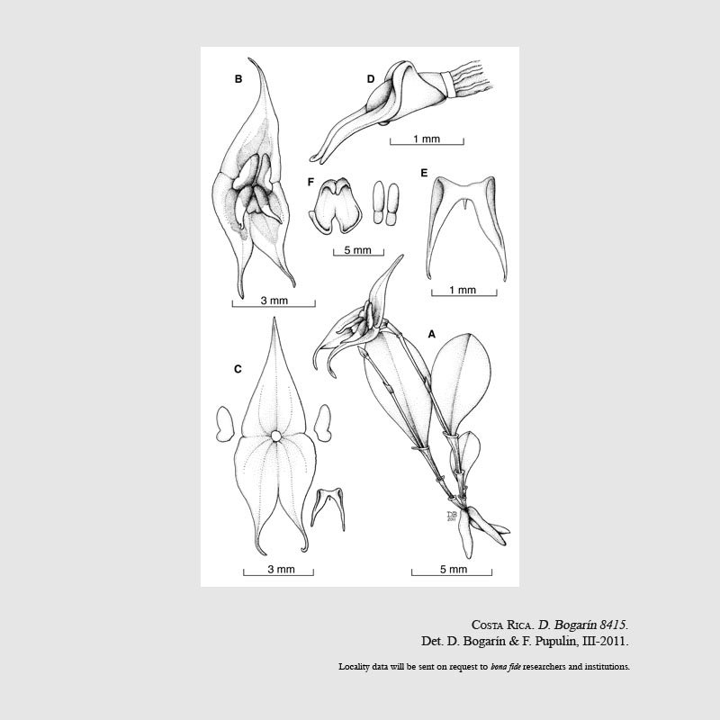 Lepanthes sanctiorum