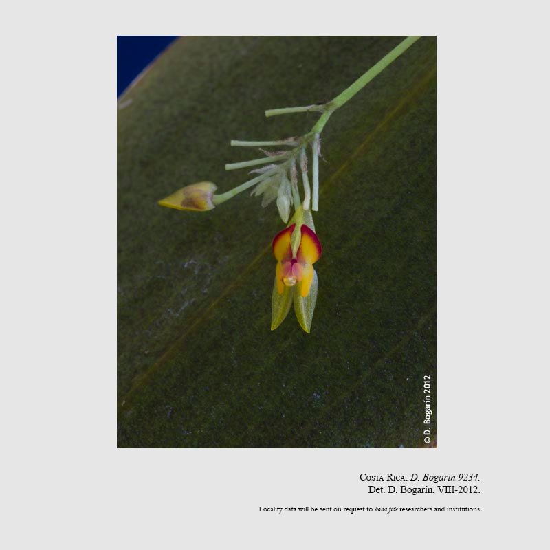 Lepanthes sanjuanensis