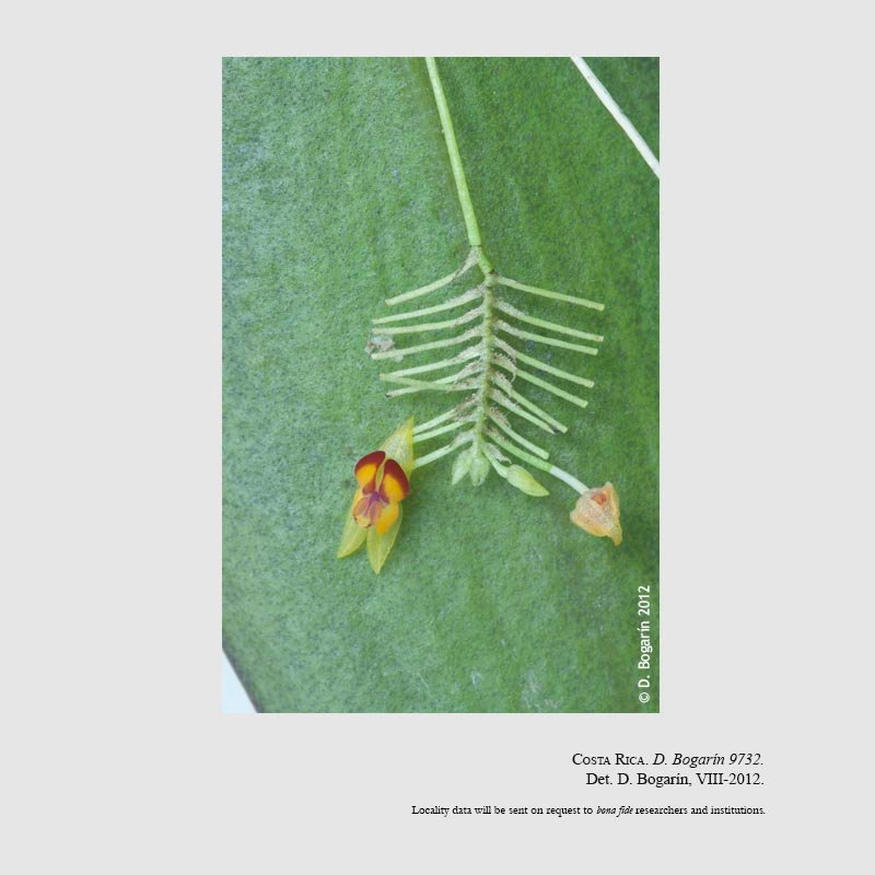 Lepanthes sanjuanensis