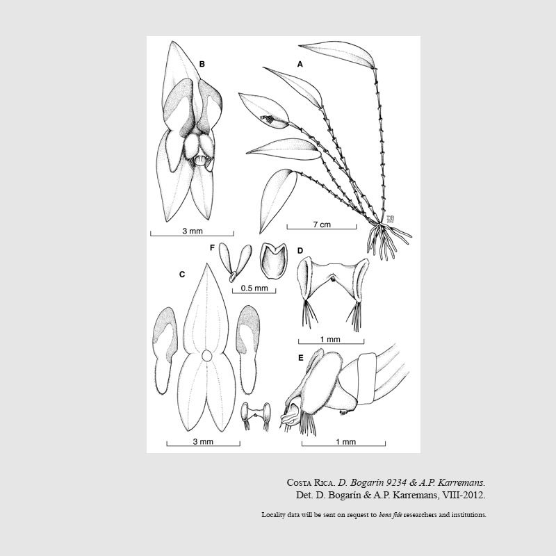 Lepanthes sanjuanensis