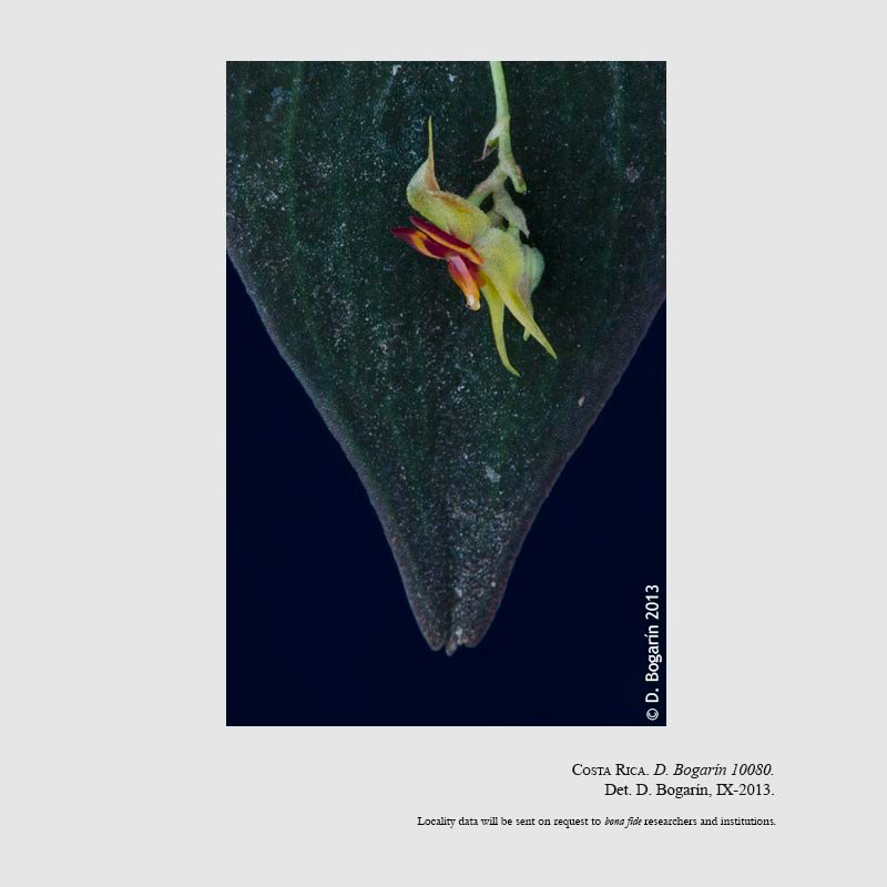 Lepanthes sannio