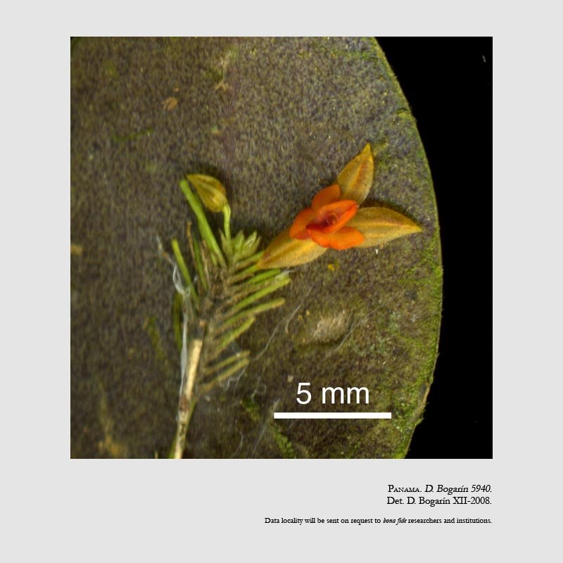 Lepanthes schizocardia