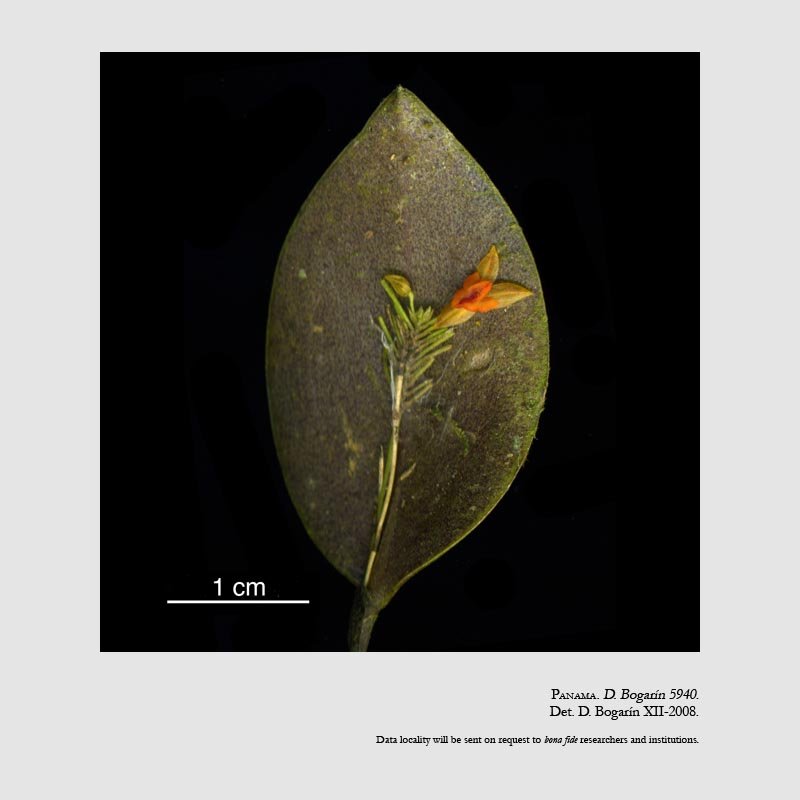 Lepanthes schizocardia