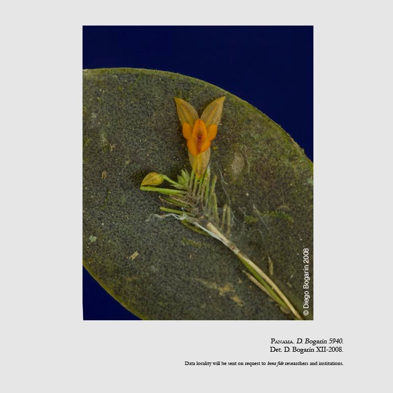 Lepanthes schizocardia