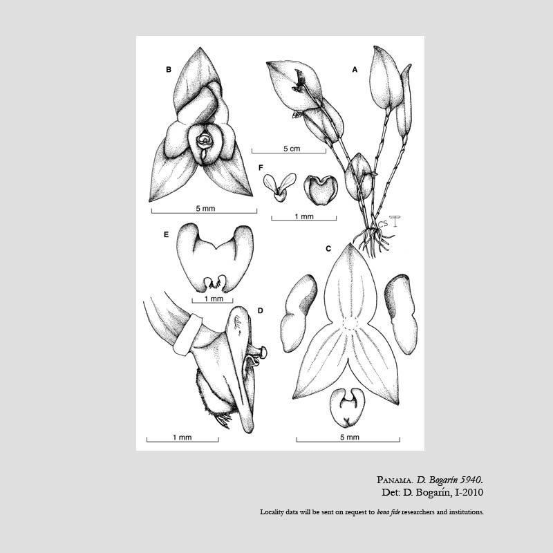 Lepanthes schizocardia