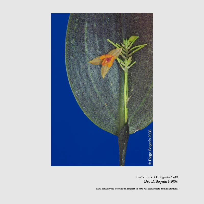 Lepanthes schizocardia