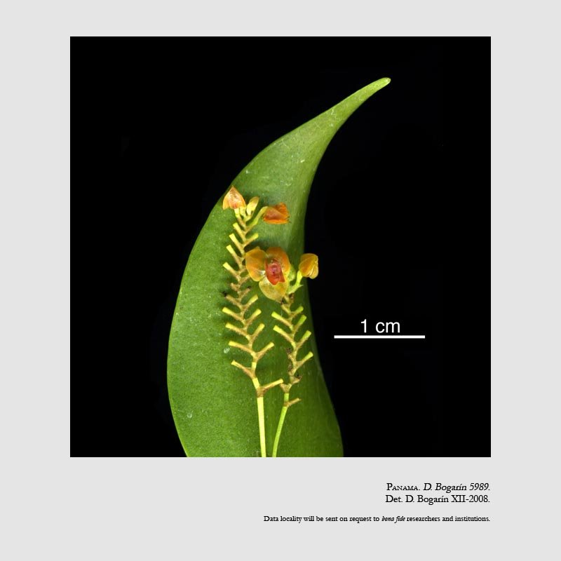 Lepanthes seegeri