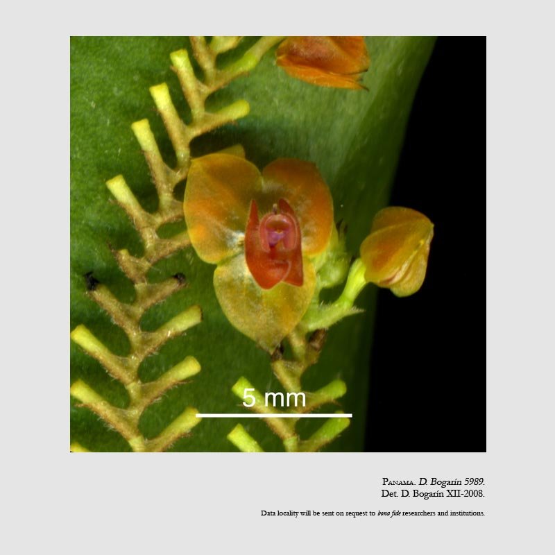 Lepanthes seegeri