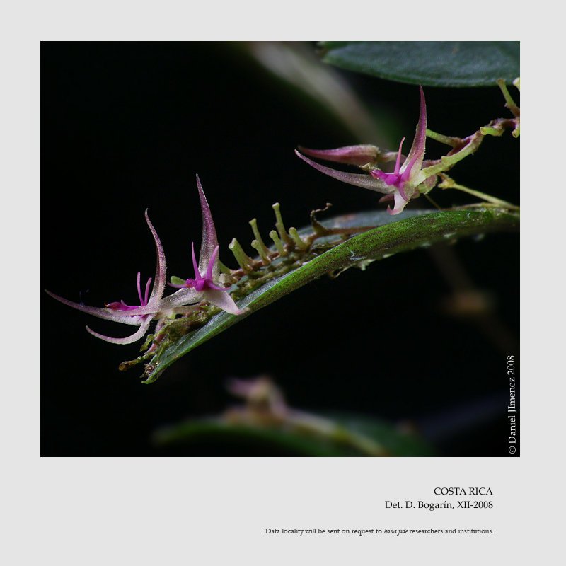 Lepanthes tipulifera