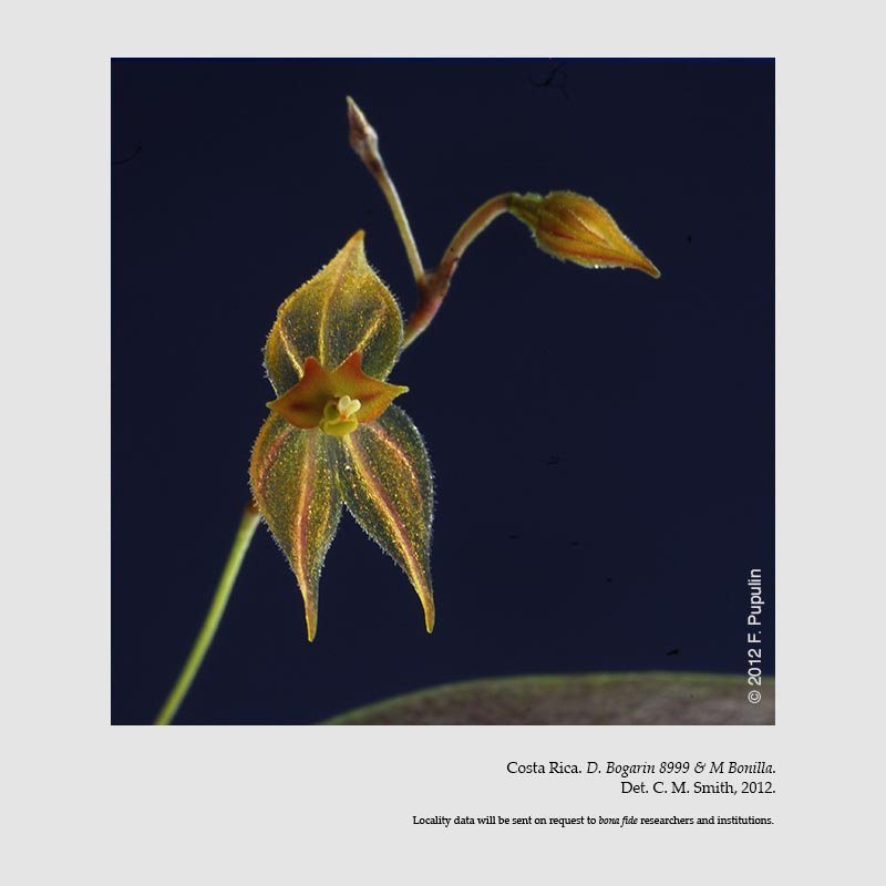 Lepanthes variabilis