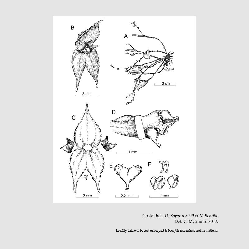 Lepanthes variabilis