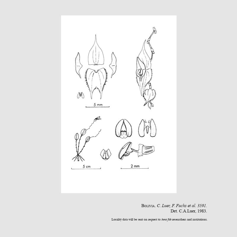 Lepanthes vespa