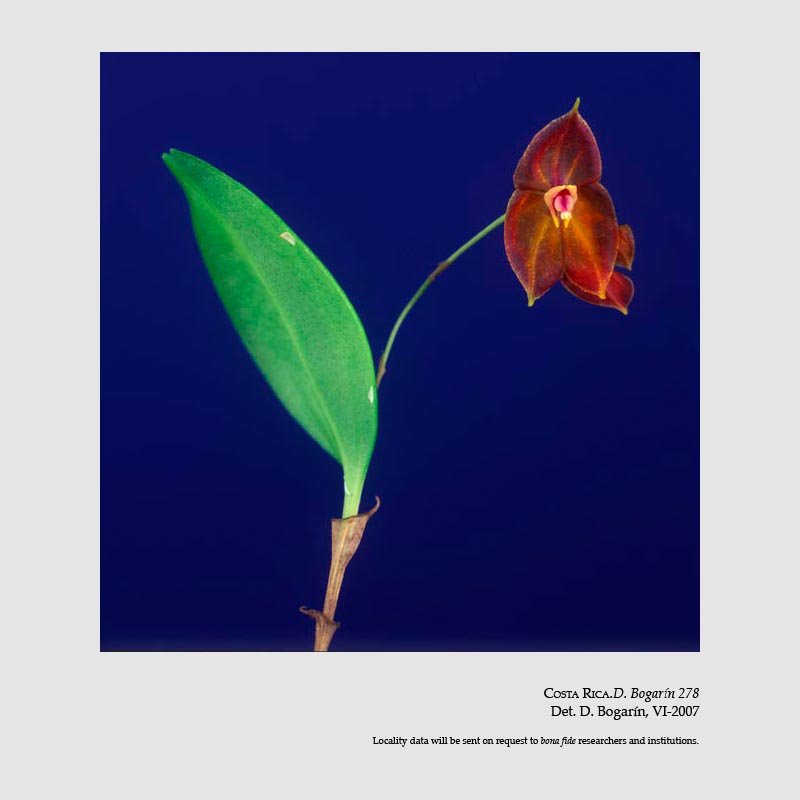 Lepanthes wendlandii