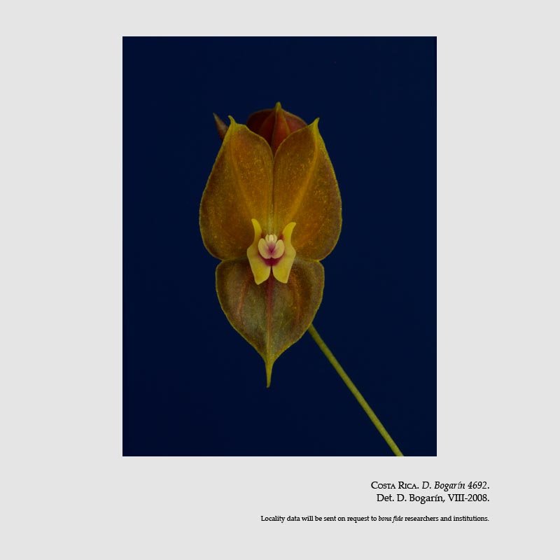 Lepanthes wendlandii