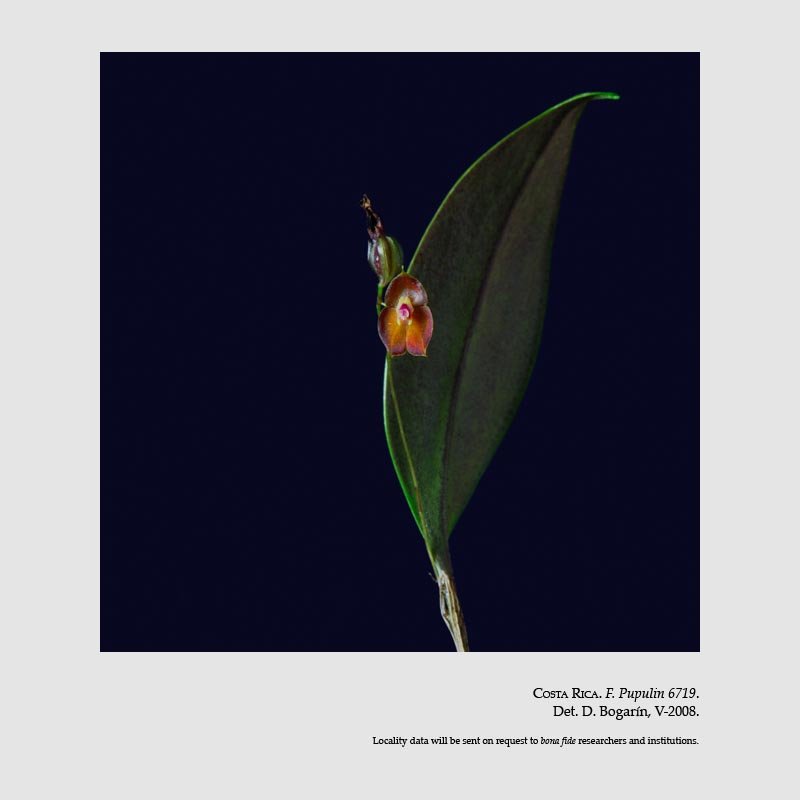 Lepanthes wendlandii