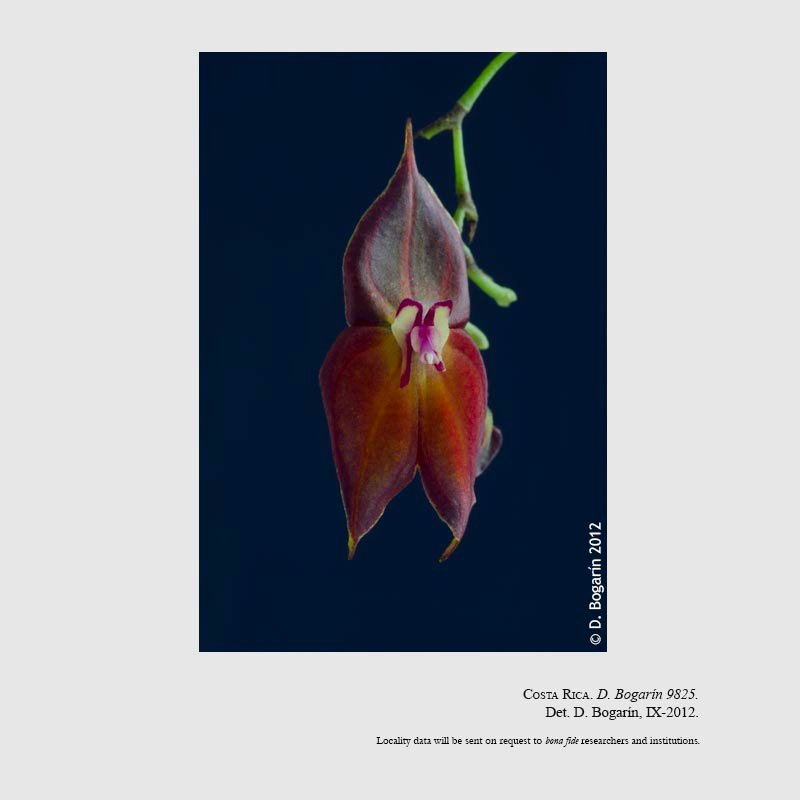 Lepanthes wendlandii