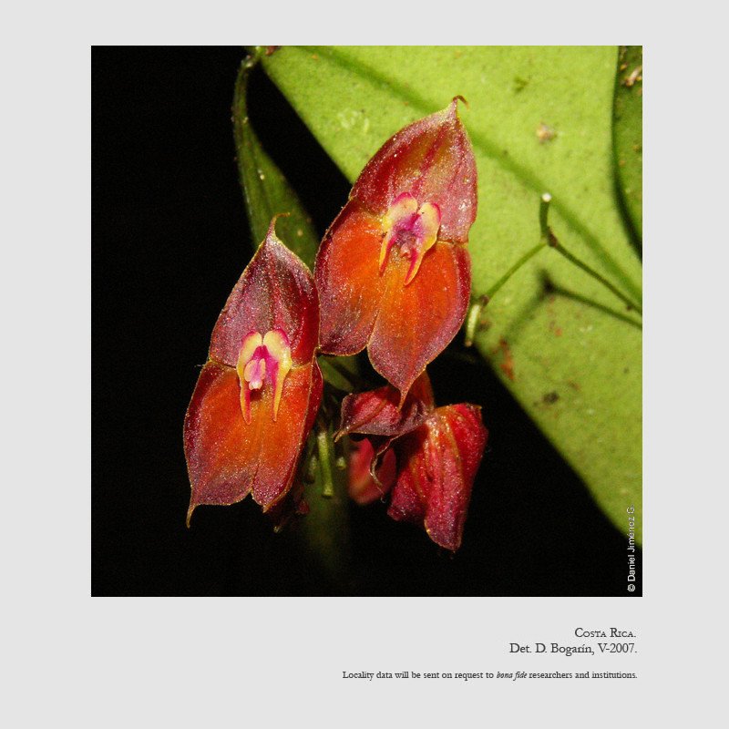 Lepanthes wendlandii