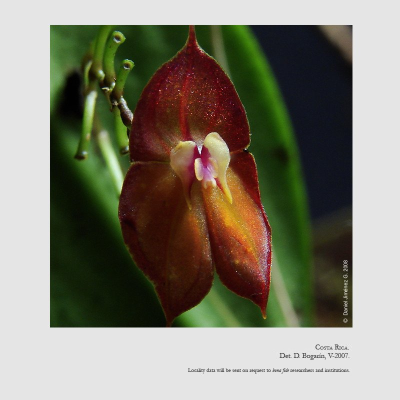 Lepanthes wendlandii