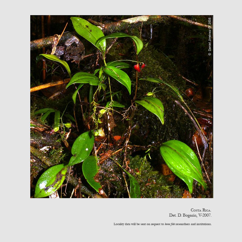 Lepanthes wendlandii