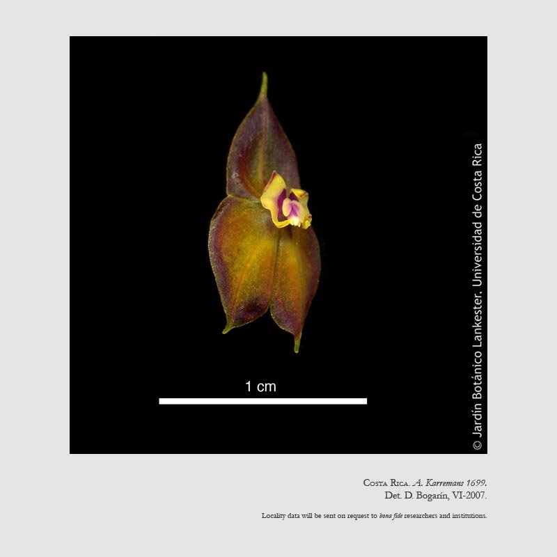 Lepanthes wendlandii