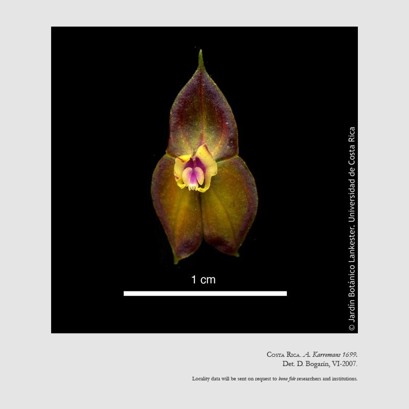 Lepanthes wendlandii