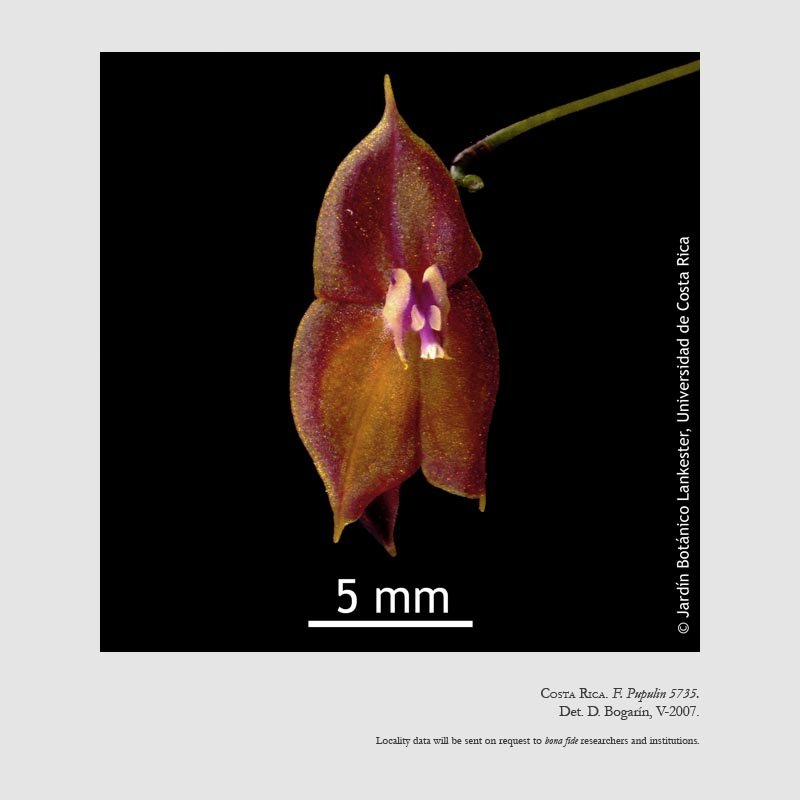 Lepanthes wendlandii