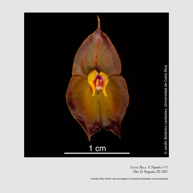 Lepanthes wendlandii