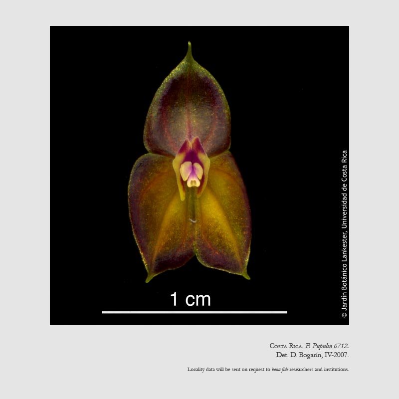 Lepanthes wendlandii