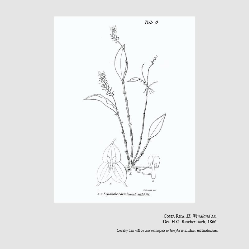 Lepanthes wendlandii