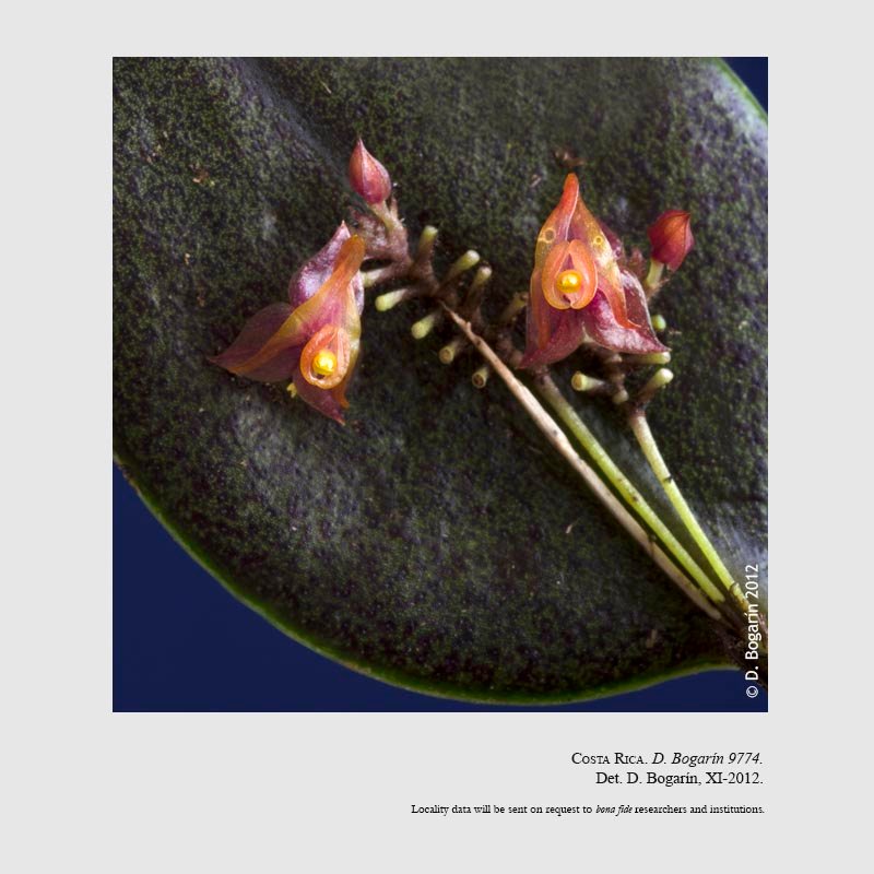 Lepanthes whittenii