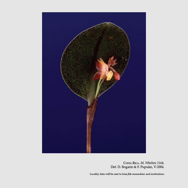 Lepanthes whittenii
