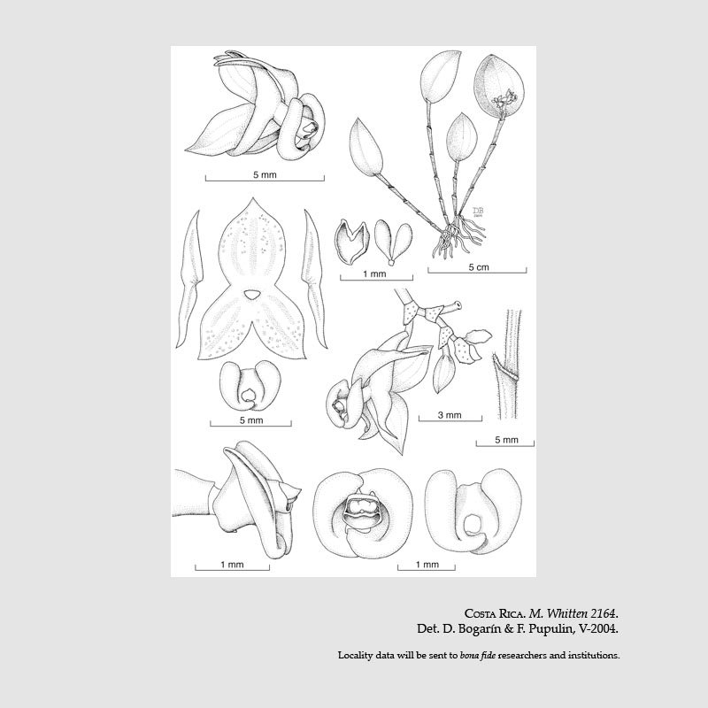 Lepanthes whittenii