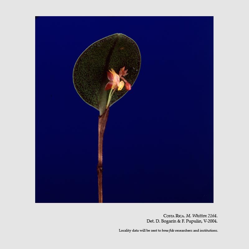 Lepanthes whittenii
